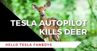 Tesla Autopilot kills a deer: Full Self Driving, zero accountability