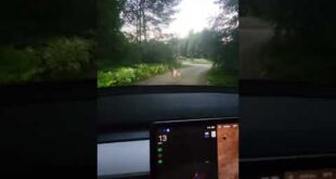 Will a Self Driving FSD Beta Tesla hit a Dog? 🐶